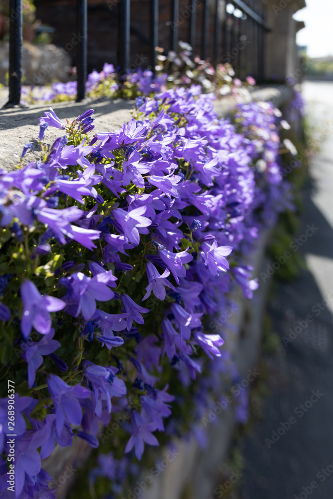 Obraz premium Bellflower plant flowering in the sunshine on a wall in Bristol