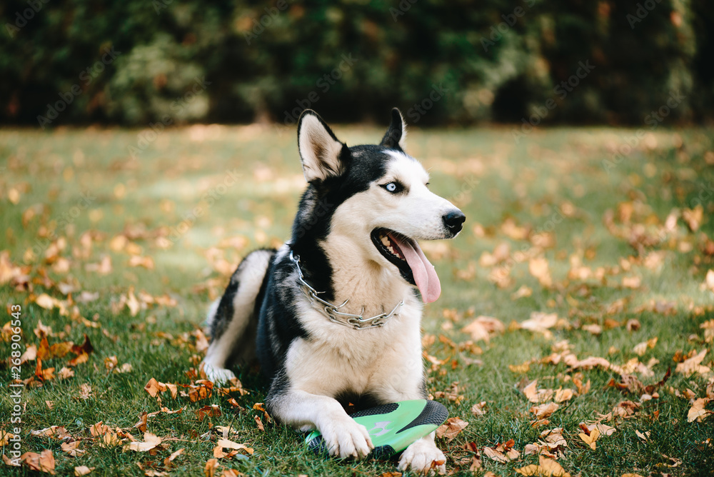 Obraz premium Dog breed Siberian Husky walks in autumn park