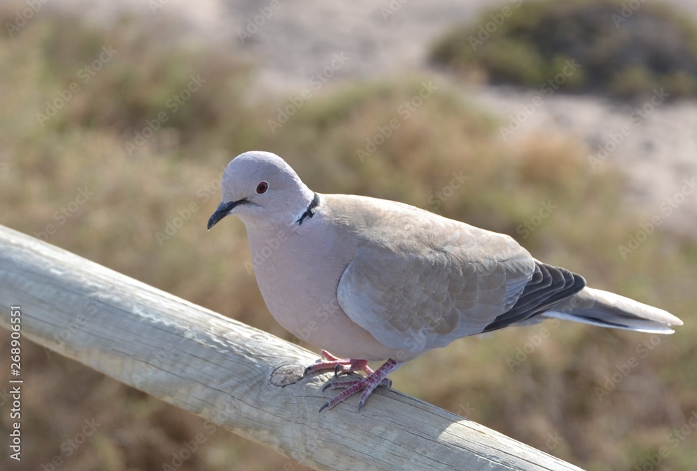 Fototapeta premium Pigeon sits on the wooden railing
