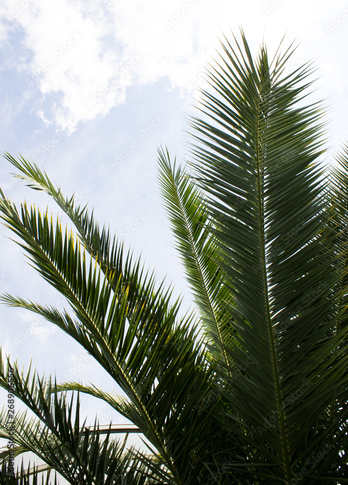 Naklejka premium palm leaves