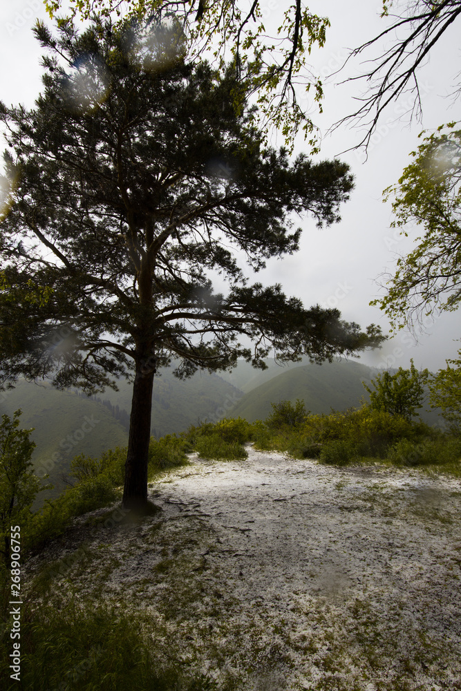Lonely tree in a mountainous area with hail Lonely tree in a mountainous area with hail