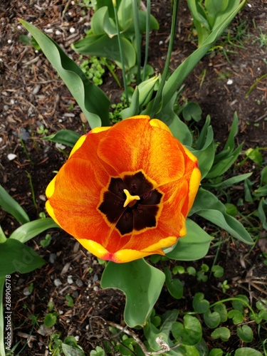 Tulip on Fire