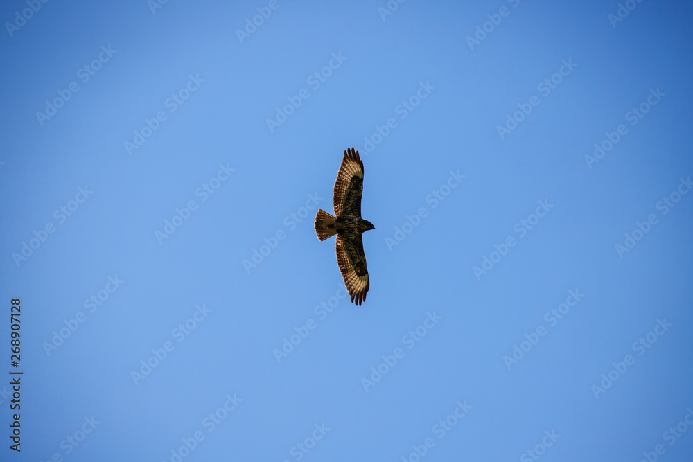 mighty eagle flying high in the beautiful blue cloudy sky showing its silhouette in spring mighty eagle flying high in the beautiful blue cloudy sky showing its silhouette in spring