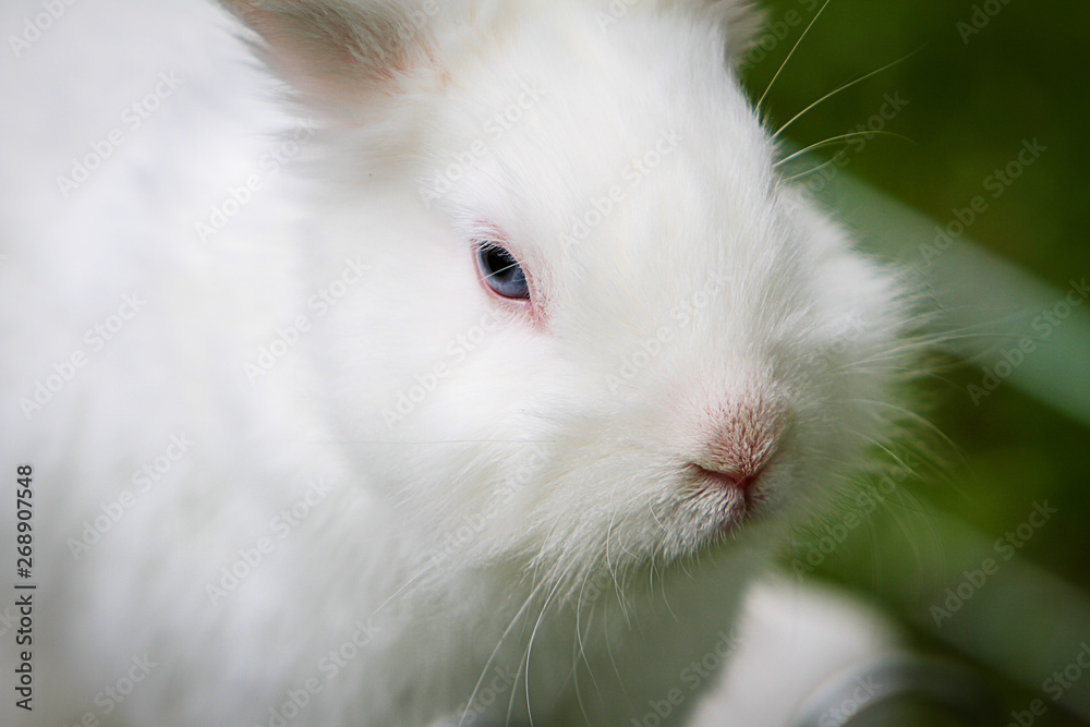 Rabbit Rabbit