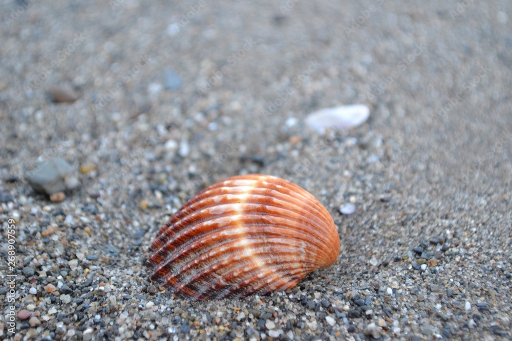 Closeup photograph of a cockle on black sand. Closeup photograph of a cockle on black sand.