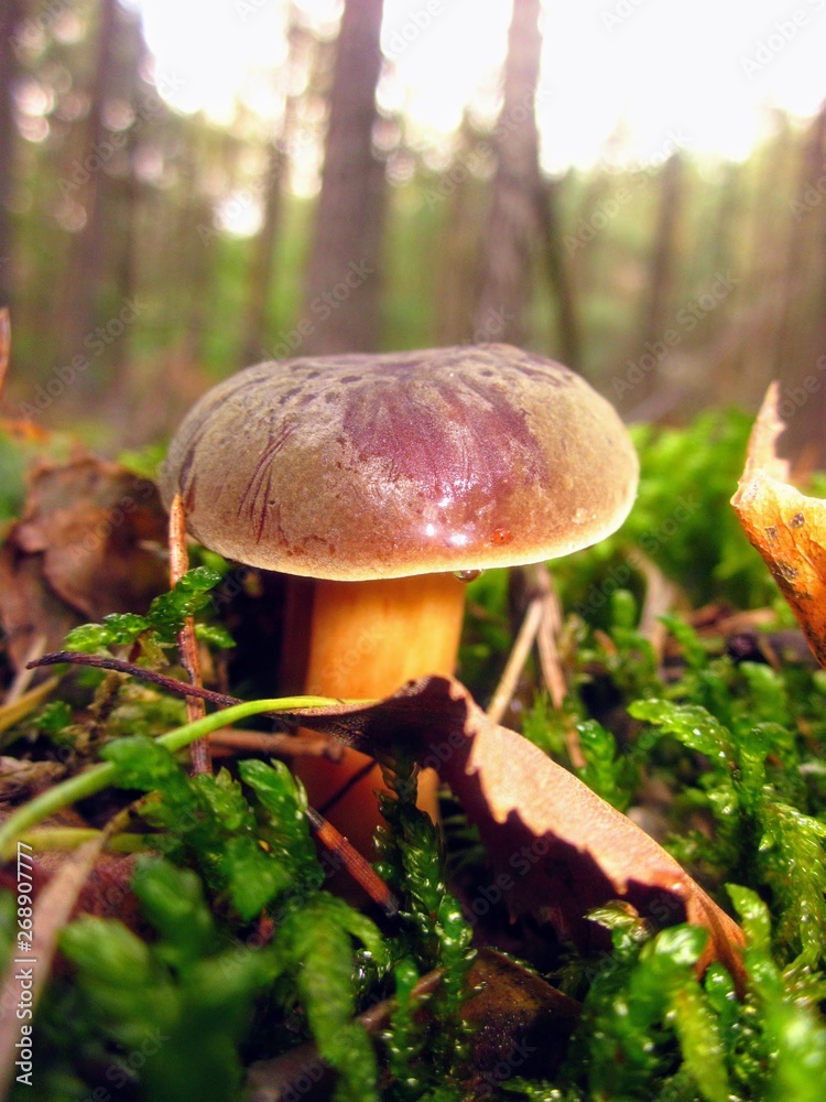 Imleria badia (commonly known as the bay bolete). Edible, pored mushroom - bay bolete in the forest, lovely closeup with blurred background Imleria badia (commonly known as the bay bolete). Edible, pored mushroom - bay bolete in the forest, lovely closeup with blurred background