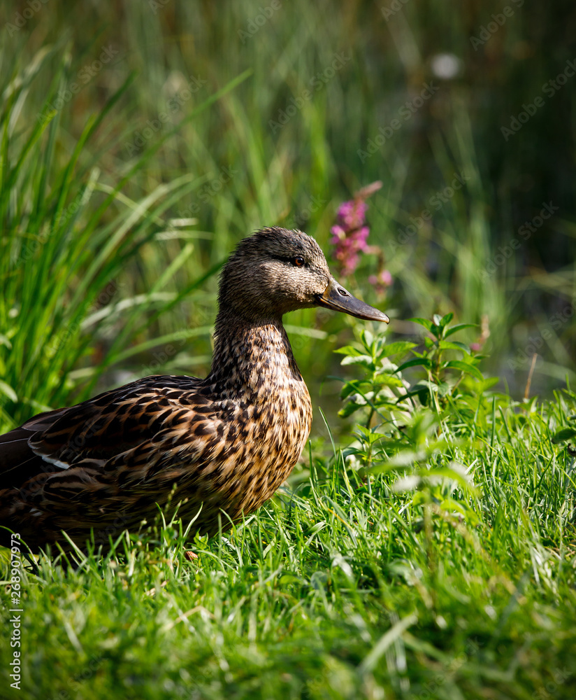 beautiful brown mallard duck with a natural alpine lake surrounded by grass in the austrian alps beautiful brown mallard duck with a natural alpine lake surrounded by grass in the austrian alps
