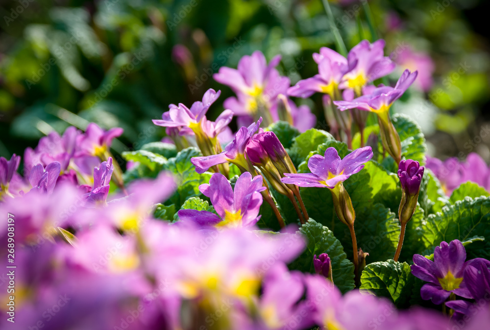 Beautiful flowers. Fresh green plants Beautiful flowers. Fresh green plants