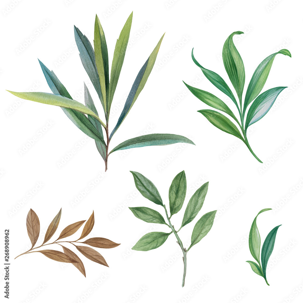 A set of leaves. Watercolor painting set of leaves on a white background. Hand draw watercolor illustration. Design element. Elegant leaves for art design. Botanical clipart. A set of leaves. Watercolor painting set of leaves on a white background. Hand draw watercolor illustration. Design element. Elegant leaves for art design. Botanical clipart.