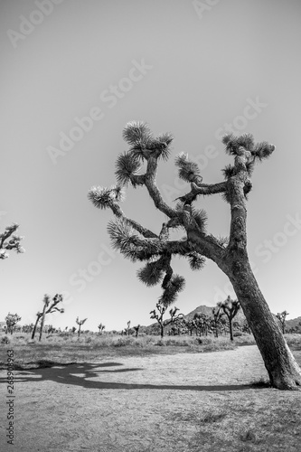 tree in a desert