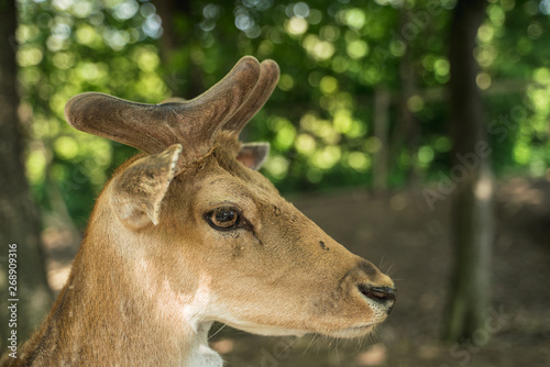 deer staring straight back at the camera - © Csák István
