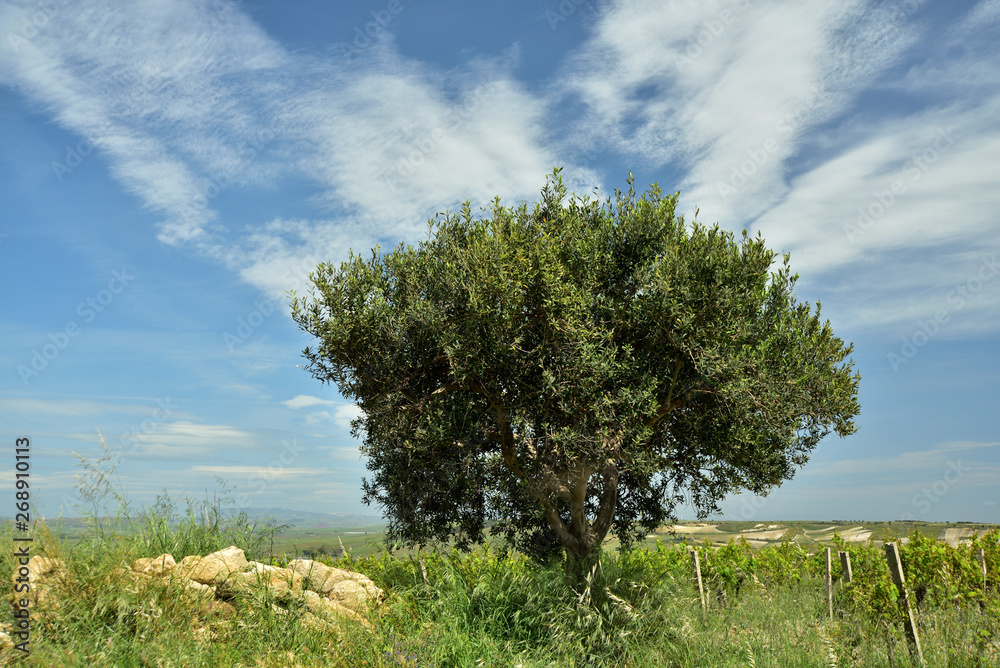 Obraz premium Weite Landschaft mit Olivenbaum und Weinfeld vor blauem Himmel mit Wolken in Sizilien