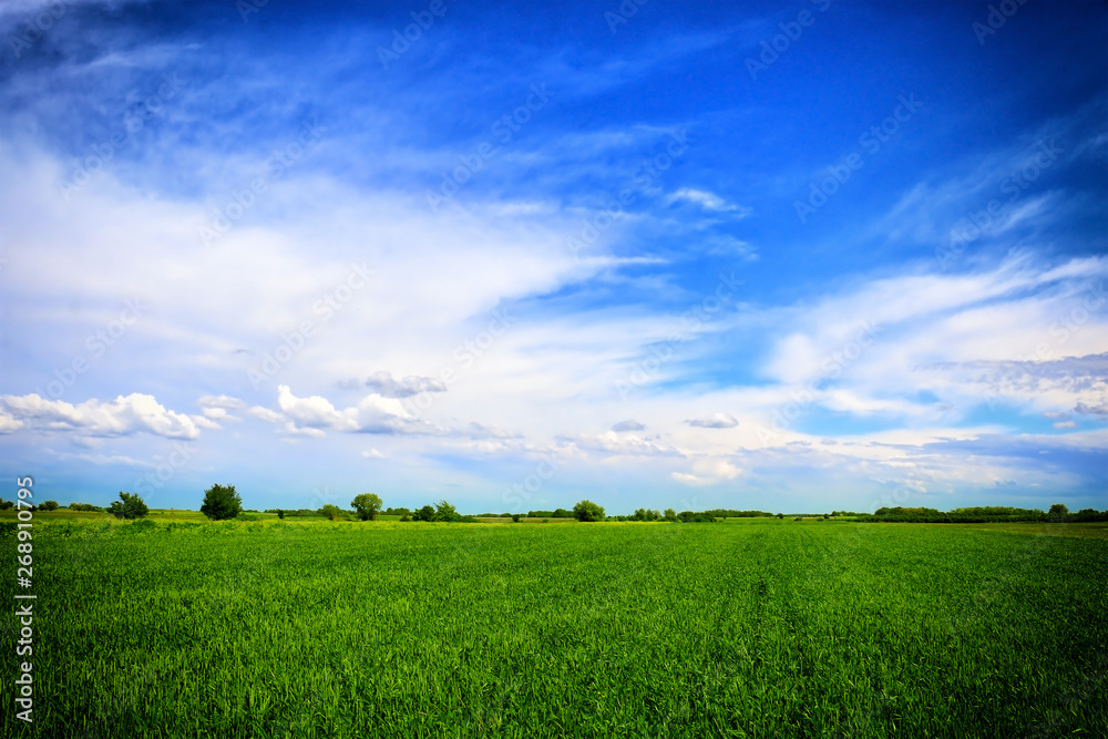 Obraz premium Wheat field against a blue sky