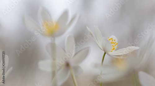 Early spring white wild flower background in soft focus   Anemone nemerosa or wood anemone.