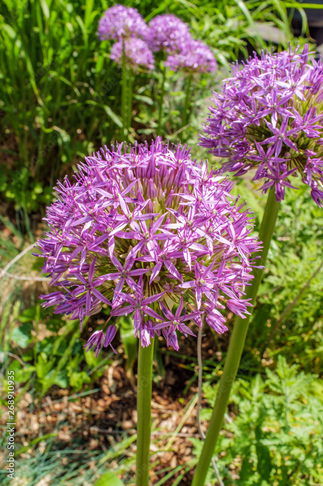 Obraz premium Gladiator Ornamental Onion Flowers
