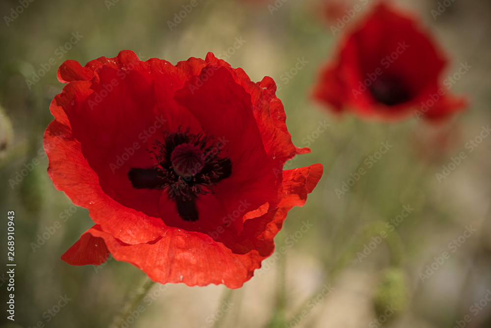 Obraz premium Red poppy