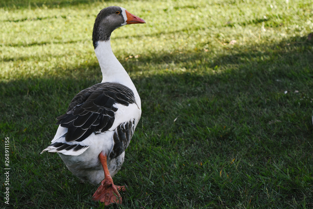 Obraz premium goose on grass