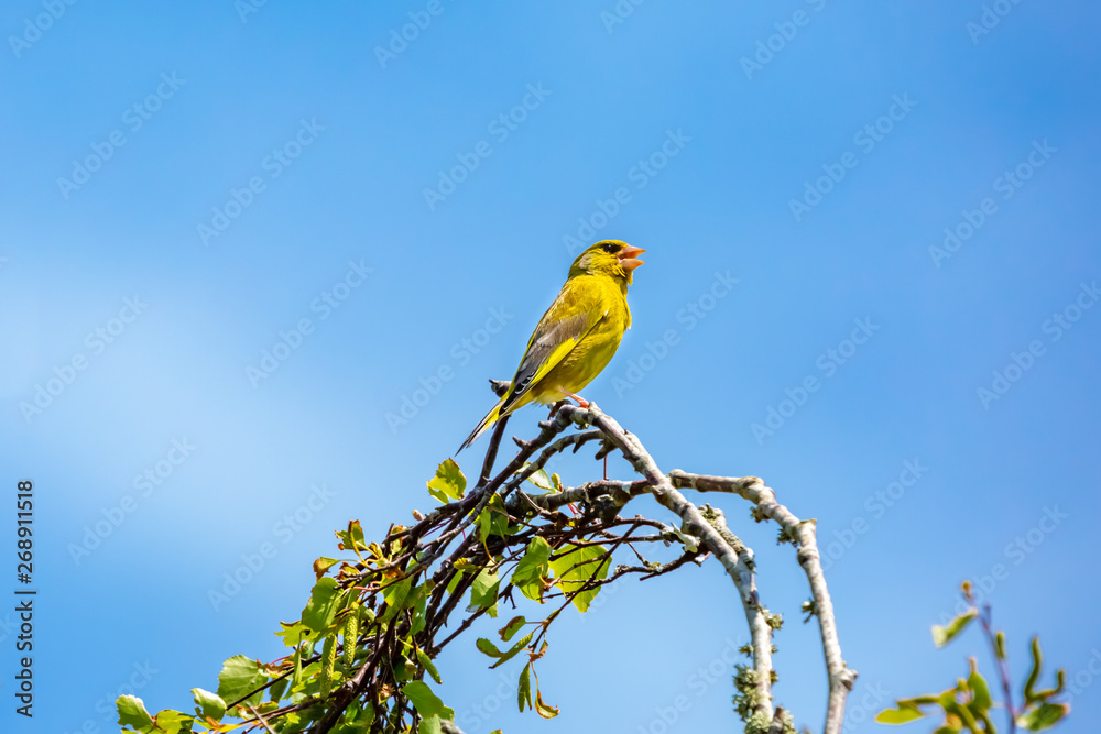 Obraz premium Greenfinch on blue