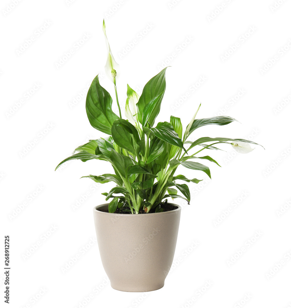 Pot with Spathiphyllum home plant on white background Pot with Spathiphyllum home plant on white background