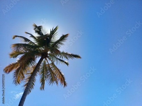 Palm tree on blue sky with the sun behind