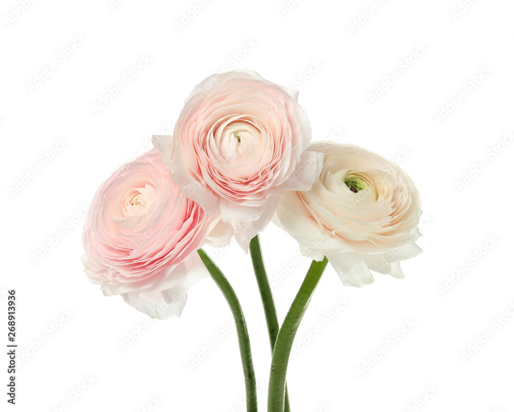 Beautiful spring ranunculus flowers isolated on white