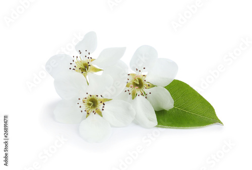Fototapeta Naklejka Na Ścianę i Meble -  Beautiful flowers of blooming spring tree on white background