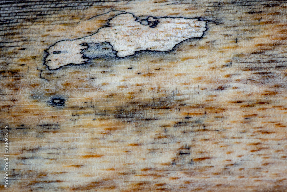 Naklejka premium Macro photography of different textures of wood produced naturally by fungi marks, humidity, fire or by tools.