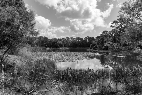 Black and white landscape of the wetlands in Florida