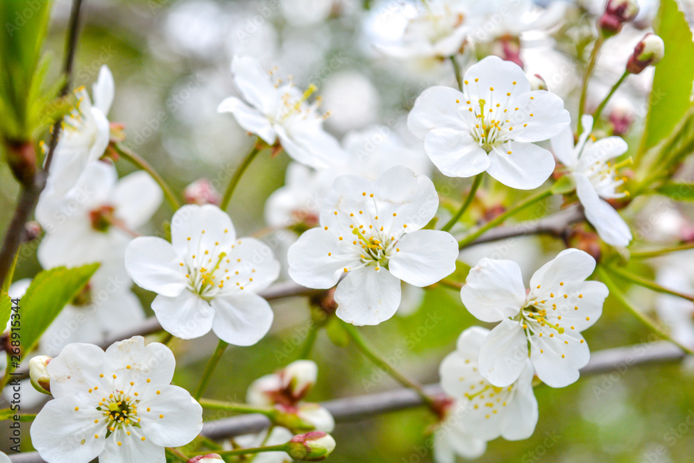 Wild apple tree branch with white flowers Wild apple tree branch with white flowers