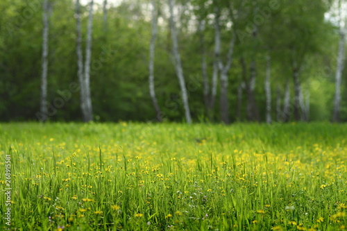 Grass and flowers on spring glade in birch forest. Shallow depth of field