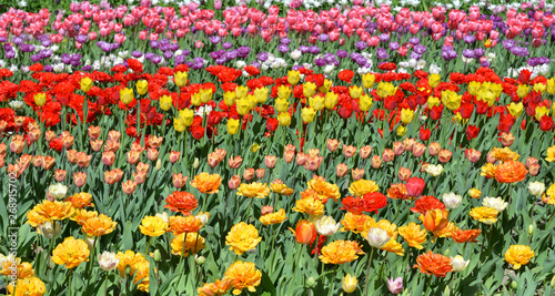 Blossoming tulips background. © konstan
