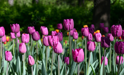 Fototapeta Naklejka Na Ścianę i Meble -  Blossoming tulips closeup.