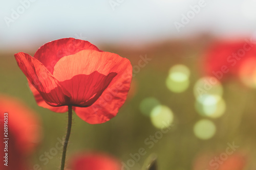 Meadow with beautiful bright red poppy flowers in spring, macro and bokeh