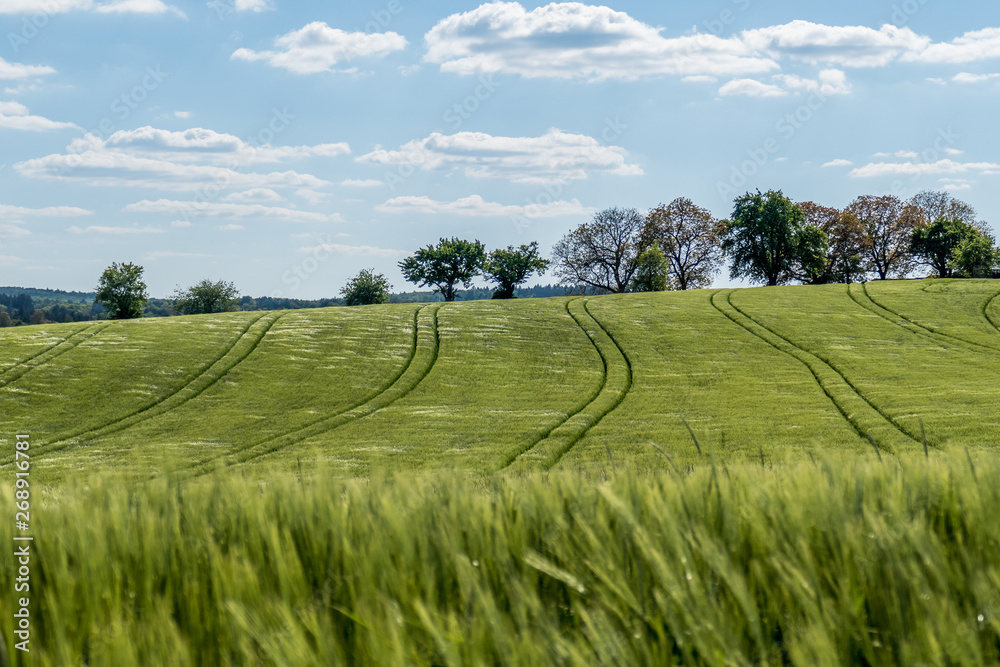 Fahrspuren im Gerstenfeld