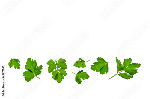 chopped parsley leaves isolated on white background with copy space above photo