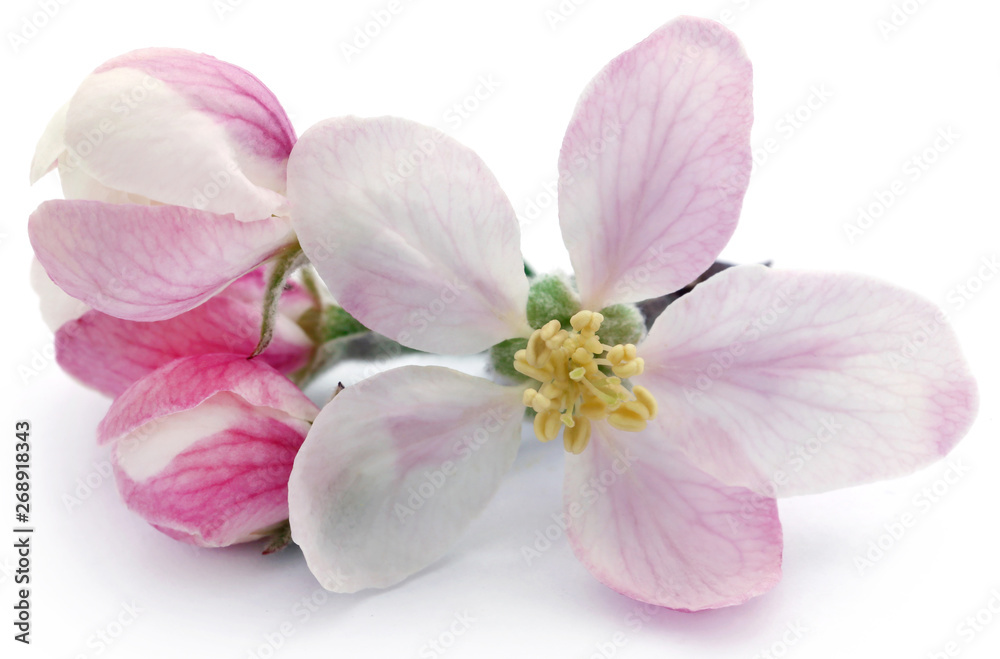 Apple flower