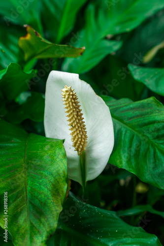 Peace Lily flower or Spathiphyllum cochlearispathum or white calla lily green leaves photo