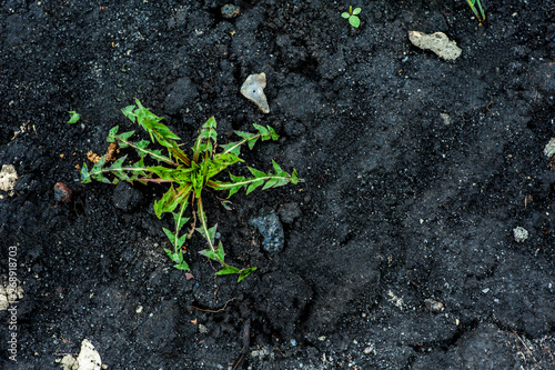 Green weeds in black dug earth