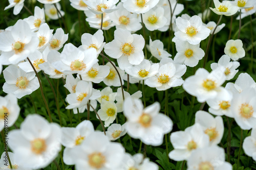 White wildflowers on the open-air lawn