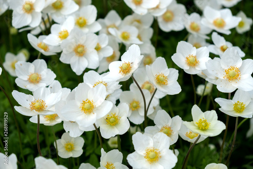 White wildflowers on the open-air lawn