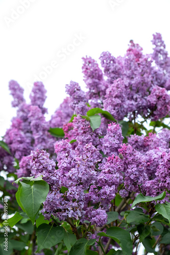 Lush branches of blooming lilac surrounded by green leaves against a blue sky