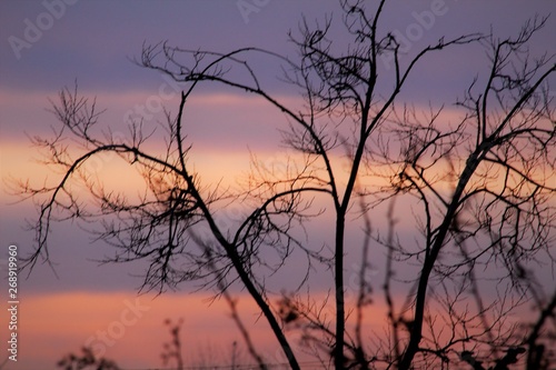 CREPÚSCULO CON TONOS AZULES Y ROJIZOS, árbol, anaranjada, cielo, silueta, sol, bosque, anochecer © SOFT LOOK