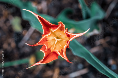 pomarańczowy tulipan aladdin w ogrodzie