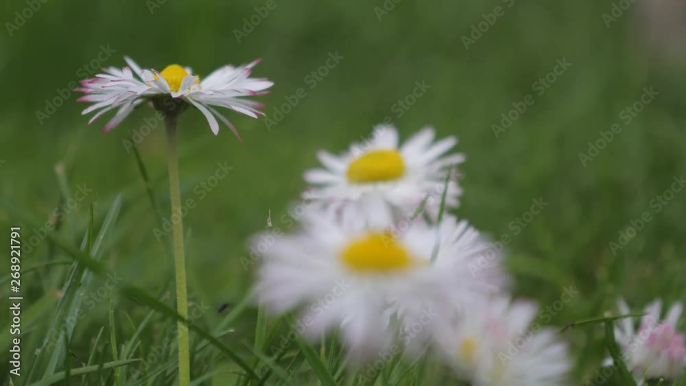 summer colorful flowers in the country tulips gladiolus daisies dandelions summer colorful flowers in the country tulips gladiolus daisies dandelions