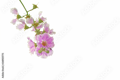 Queen's flower (Pride of India) isolated on white background with clipping path.