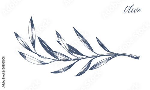 Hand drawn vector olive branch. White background. Isolated. Monochrome engraving technique.