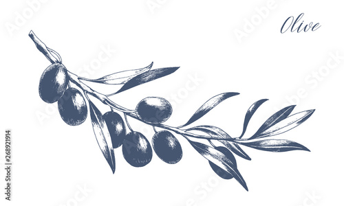Tree branch with leaves and black olives. Hand drawn vector illustration. Greek food sketch.