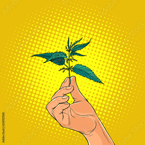 nettle, green burning plant in the hands