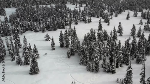 Aerial view of person riding snowmobile in remote forest / Island Park, Idaho, United States photo