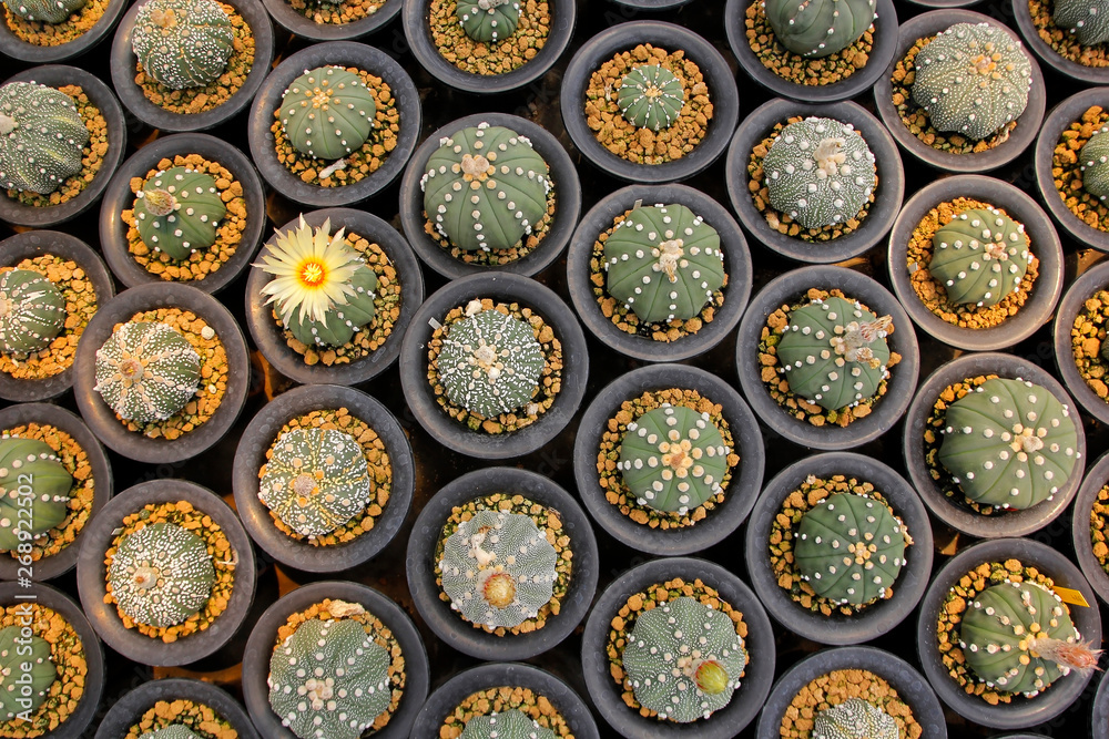 miniature cactus in flower shop